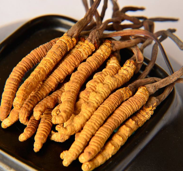 火炬虫草回收多少钱一克