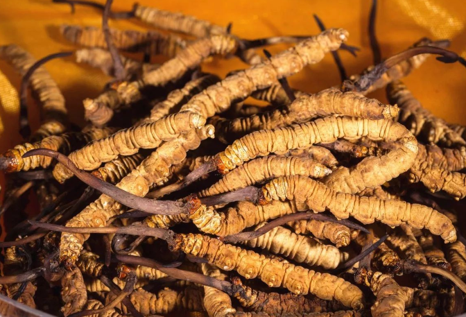 珠海虫草回收多少钱一克