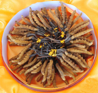 珠海虫草回收成交价格