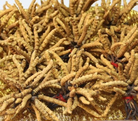 珠海近期虫草回收市场行情