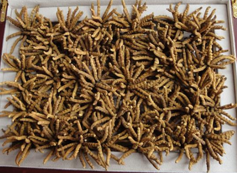 香洲虫草回收等级划分