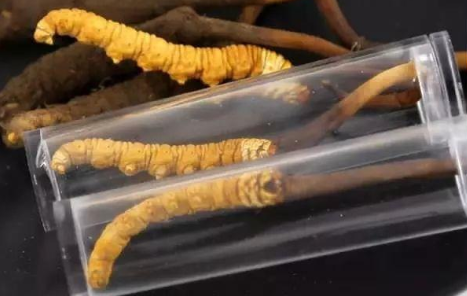 斗门正规虫草回收平台