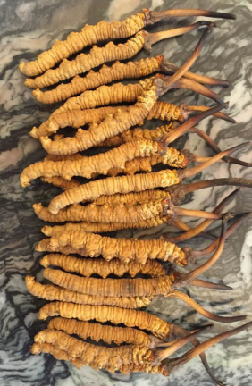 金湾虫草回收专业报价