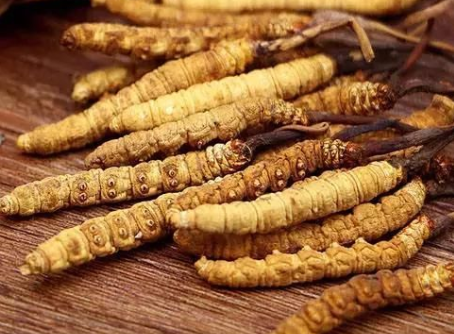 金湾虫草回收哪家比较好