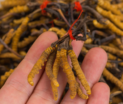 拱北虫草回收一克多少钱