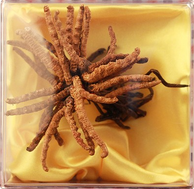 拱北福临门虫草回收值多少