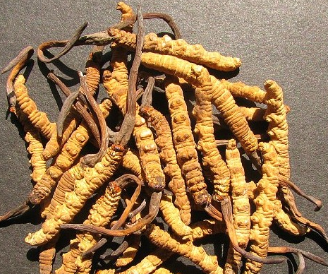 拱北虫草回收预约上门商店