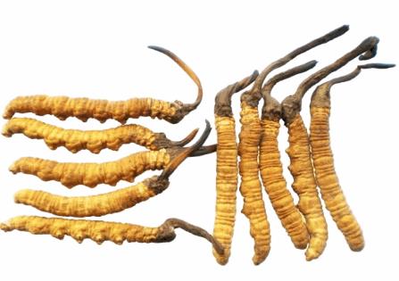 惠州玉树虫草回收价格怎么样