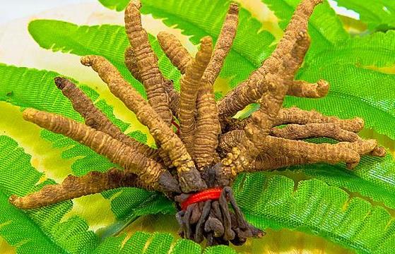 寮步虫草回收多少钱一克