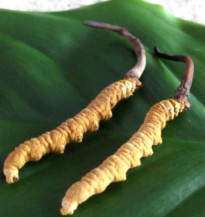 寮步玉树虫草回收价格行情