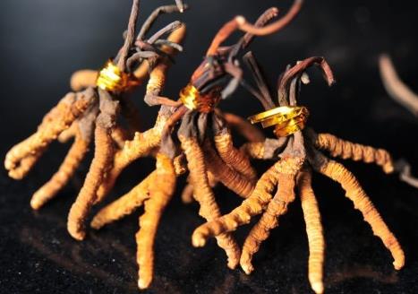 寮步虫草回收商家在哪里