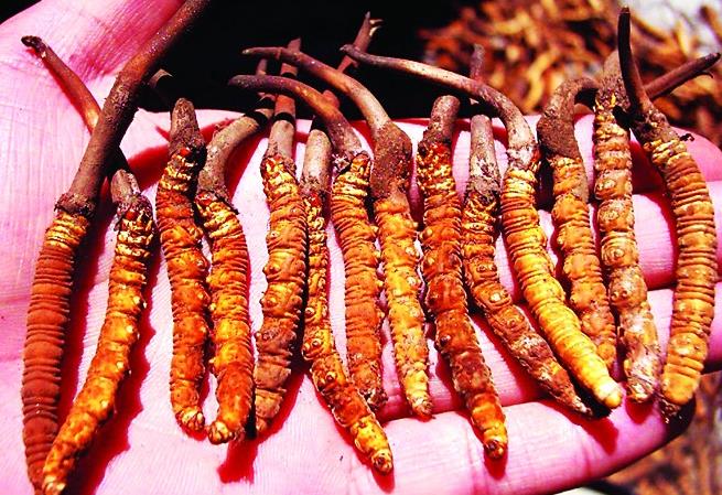 桥头虫草回收商家在哪