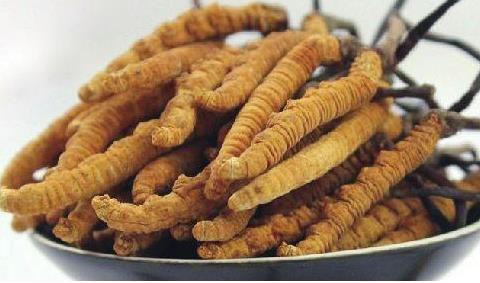 桥头虫草回收商家报价