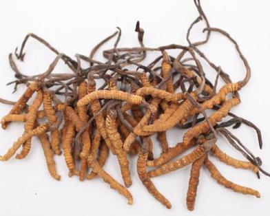 桥头那曲虫草回收价格一览