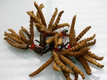 东坑虫草回收一斤多少钱