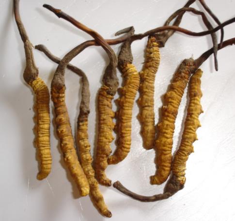 东坑虫草回收市场价格