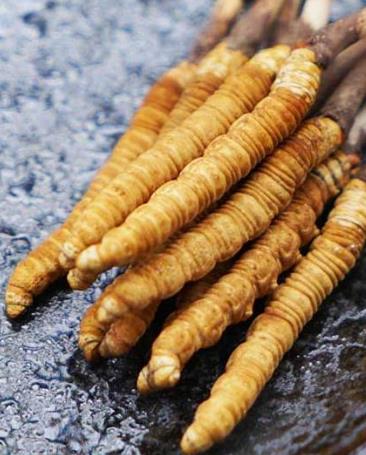 东坑玉树虫草回收价格多少钱一克