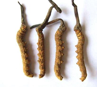 清溪上门虫草回收价格