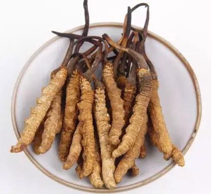 塘厦虫草回收商家