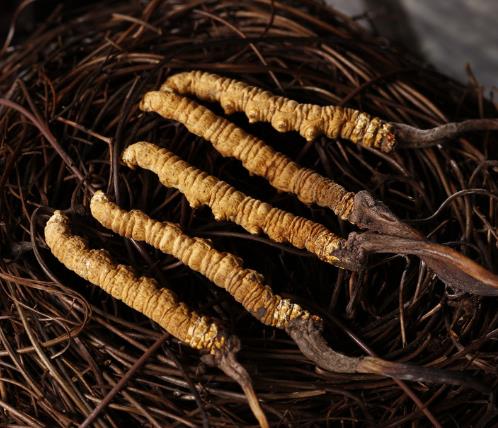 塘厦虫草回收市场价格