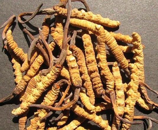 塘厦虫草回收行情如何