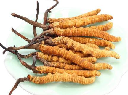 塘厦虫草回收行情如何