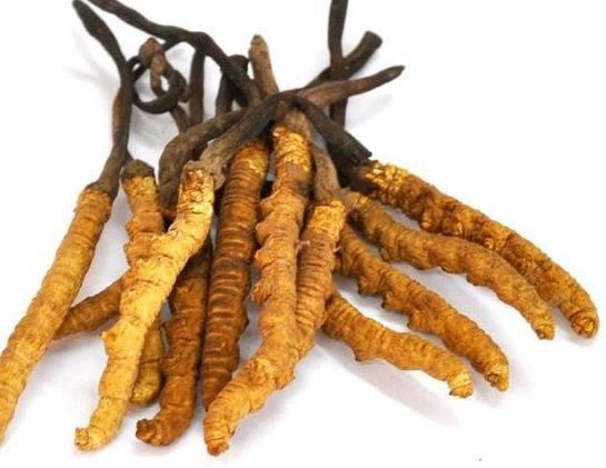 塘厦那曲虫草回收价格多少钱