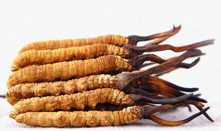 塘厦虫草回收商家在哪