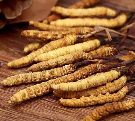 大岭山虫草回收多少钱一克