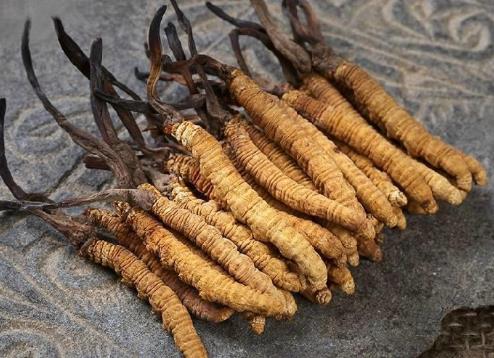 大岭山虫草回收价格一览