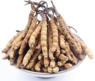 大岭山那曲虫草回收价格如何