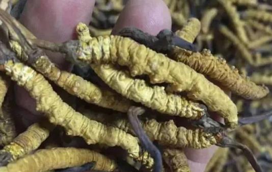 樟木头虫草回收一克多少钱