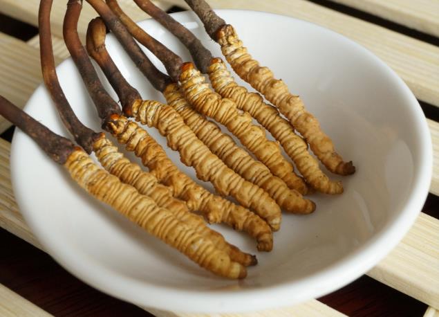 樟木头专业虫草回收商家在哪