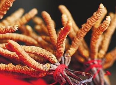 樟木头虫草回收多少钱一千克