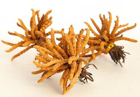 望牛墩虫草回收多少钱一克