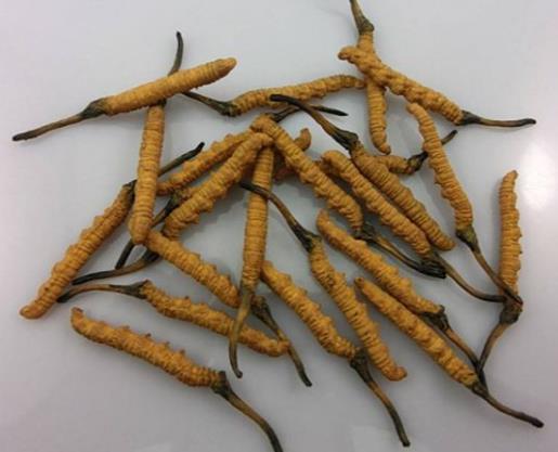 望牛墩虫草回收价格行情