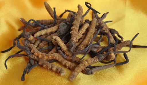 望牛墩虫草回收市场行情