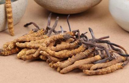 望牛墩虫草回收多少钱一克