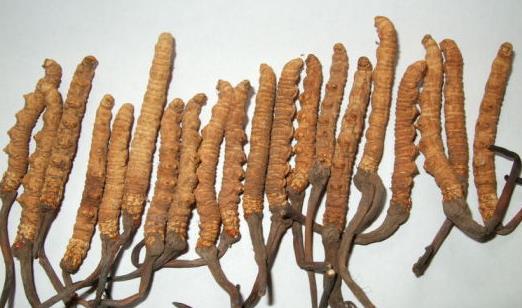 东莞虫草回收多少钱一克