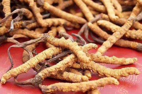 东莞虫草回收多少钱一克