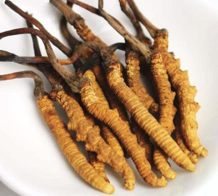 东莞虫草回收行情价格