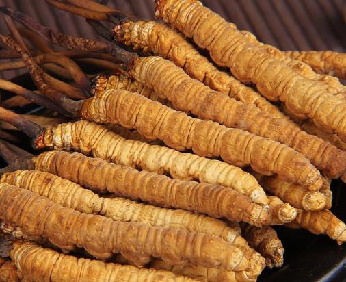 东莞虫草回收价格行情多少钱一克