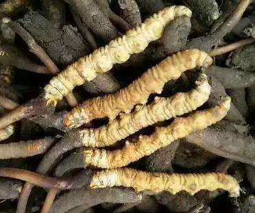 东莞虫草回收一千克多少钱