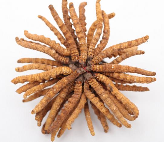 东莞虫草回收多少钱一克