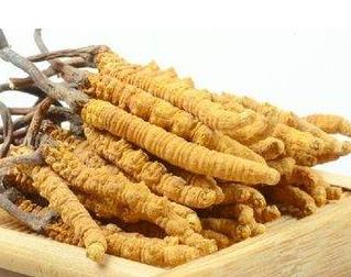 东莞虫草回收价格多少