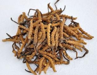东莞虫草回收价格多少