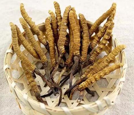 东莞二十四小时上门虫草回收