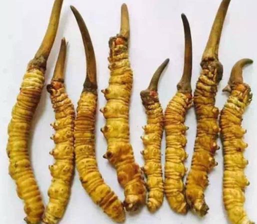 东莞长期虫草回收商家在哪