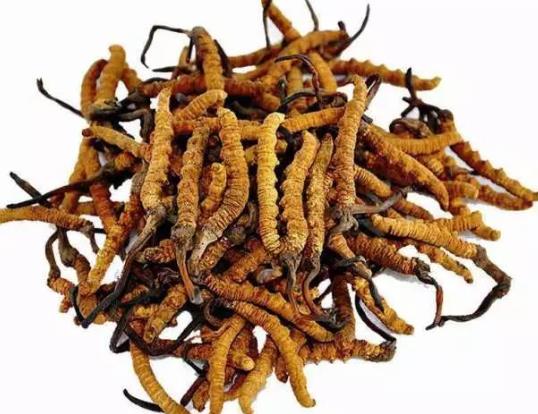 东莞长期虫草回收商家在哪