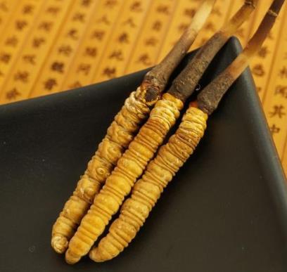 东莞预约上门虫草回收商家